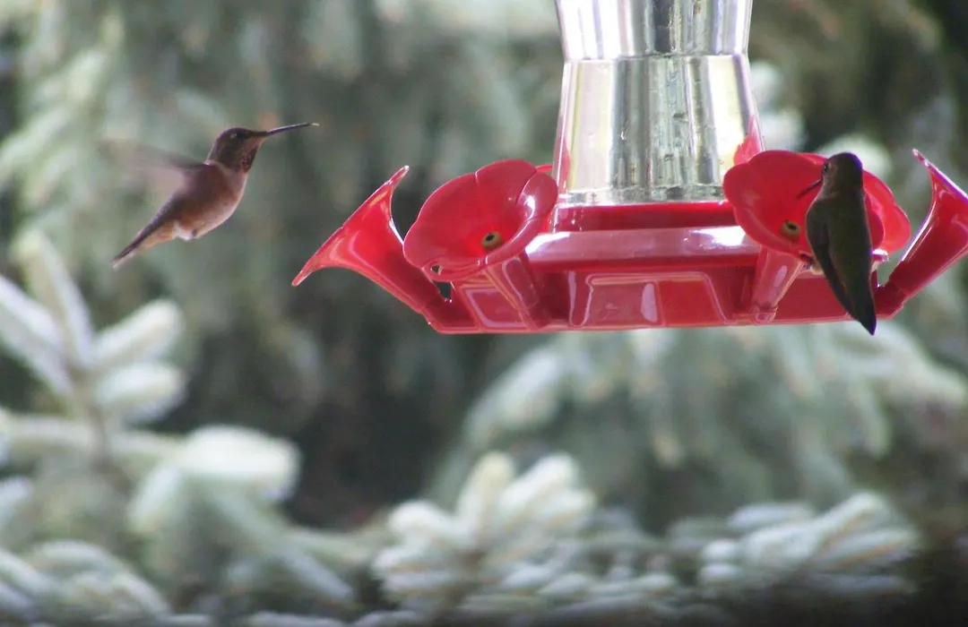 Hummingbird Guesthouse-1